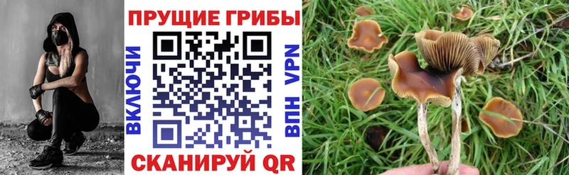 Псилоцибиновые грибы мицелий купить Нягань
